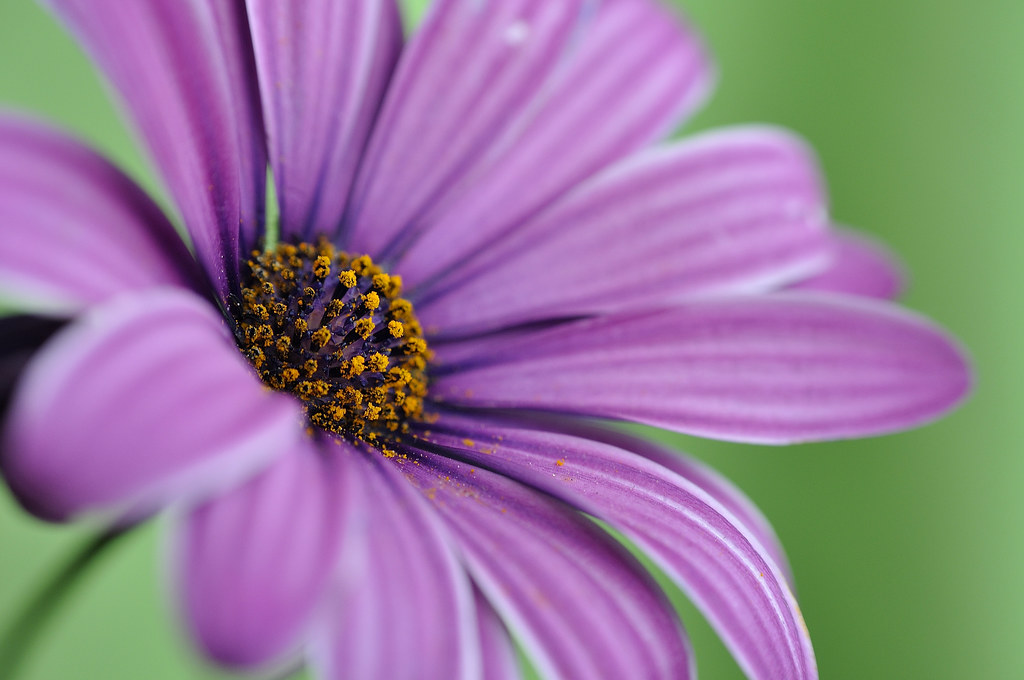 Eksplorasi Kreativitas: Estetika Karangan Bunga dari Medan